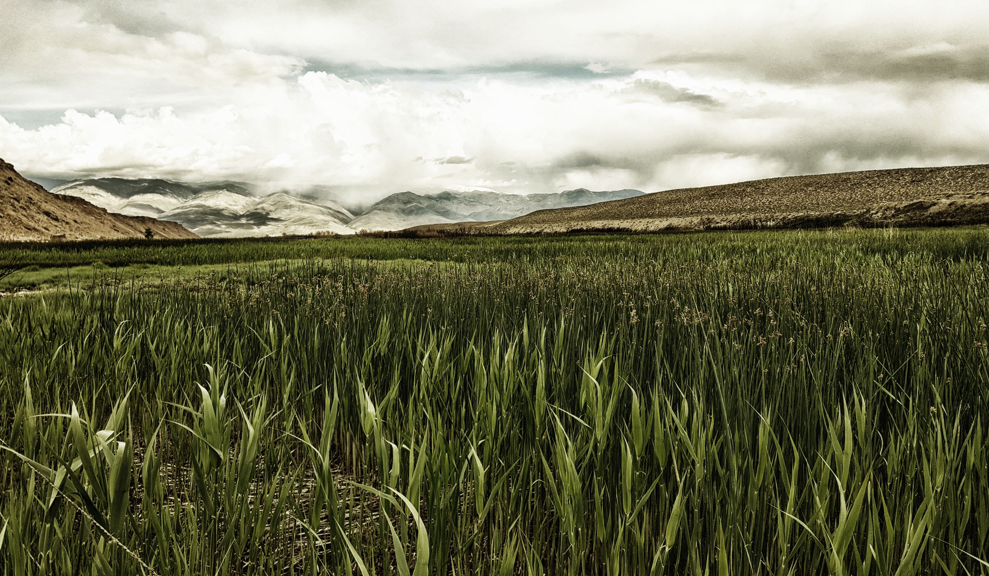 Grass and Snowy Mountains